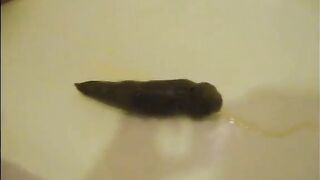 Naughty lady and hard long turd