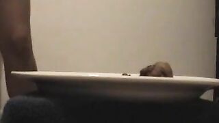 Pooping heavily on the plate