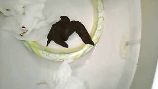 Cheeky ass and dark turd