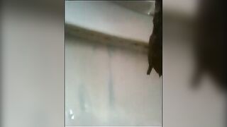 Compilation of chicks and poop