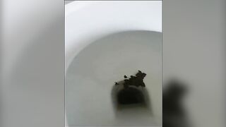 Four nice poops closeup