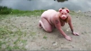 Pigs shit and piss in compilation
