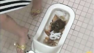 Broken toilet and pile of shit show