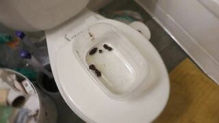 Eating Small turds in toilet