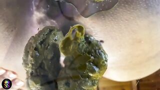 Beautiful ass hole and green shit POV