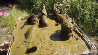 Lesbian sluts and cow dung smearing sex