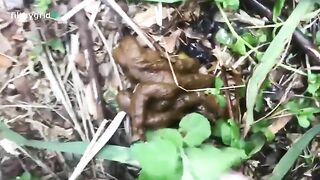 Massive ass girl pooping in the grass
