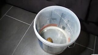 Lovely hard turd in the bucket