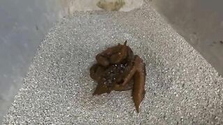 Hot tattooed skinny babe shitting