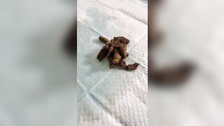 Long lovely shit show