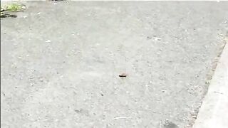 Blonde mature shitting in the public