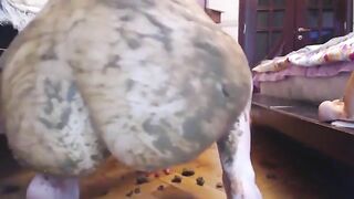 Blonde young babe and hot dildo bang