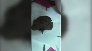 A woman squats and takes a huge shit on a toilet