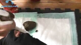 Mistress Queen in toilet shit