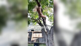 Shitting out of a tree
