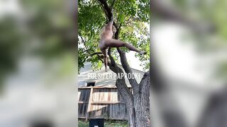 Shitting out of a tree