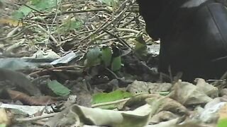 Messy shit in the woods