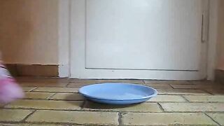 Girl drops a shit on a plate while wearing pink socks