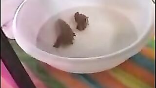 Huge titty ebony lady showing her shit