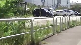 Watch lovely girl dropping shit in the forest