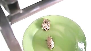 Yummy amateur blonde lady shitting hard