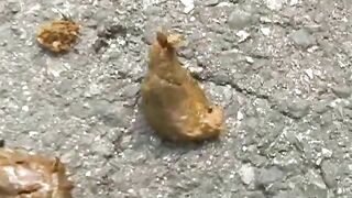 Dropping shit in the forest