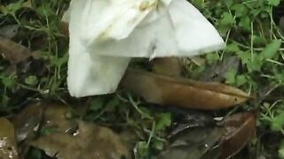 Caught pooping in the public- Japanese