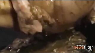 Woman eats shit from her own face