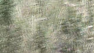 Hard turd on the grass