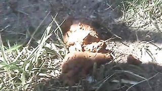 Hard turd on the grass