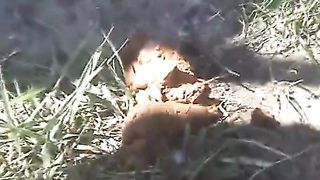 Pulled her car on the right to poop