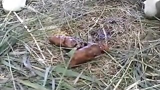 Pretty blonde pooping