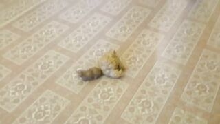 Pregnant beauty should lick the shit