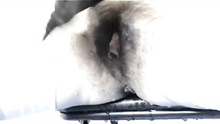 Pretty hairy girl pussy fingering and pooping