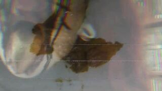 Smores Are Shitty - Horror