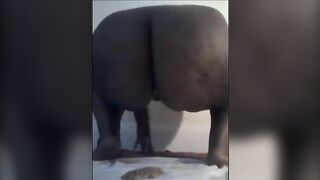 Yellow and Brown Poop first time