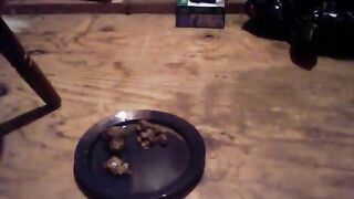 Shit feeding for slave