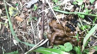 Girl on her hands and knees takes a huge shit in the grass