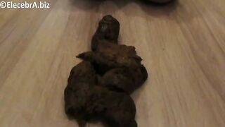 Elecebra shits on floor and eats it