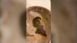 Woman sits on the toilet, letting her shit fill the bowl