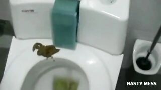 A woman fucks herself with a long dildo on the toilet