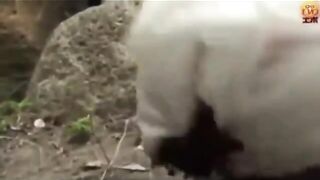 Girl in white dress sits down in her own fresh shit