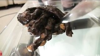 Young babe shitting on a plastic toilet