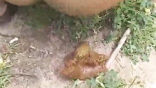 Amateur girl pooping and wiping her ass outdoor