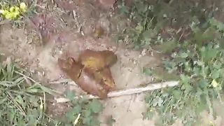 Amateur girl pooping and wiping her ass outdoor