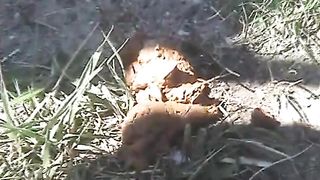 Sexy woman shitting on the ground outdoor