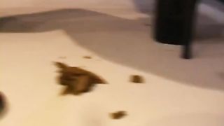 Mistress in black latex smearing poop on her tits