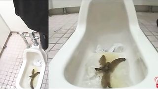 Incredible long turd from Chinese girl