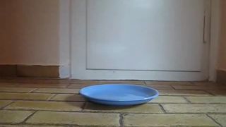 Horny brunette shitting on blue plate