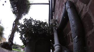 mon doing poop in wild